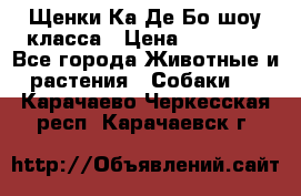 Щенки Ка Де Бо шоу класса › Цена ­ 60 000 - Все города Животные и растения » Собаки   . Карачаево-Черкесская респ.,Карачаевск г.